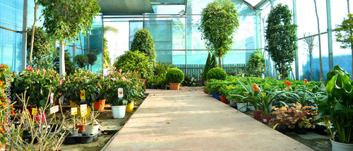 greenhouse photo