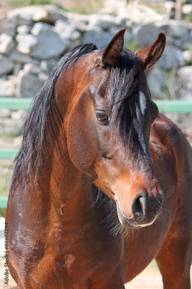 Cheval pur sang arabe etalon bai Stock Photo Adobe Stock