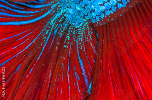 Photography texture of red tail siamese fighting fish (betta splendens)