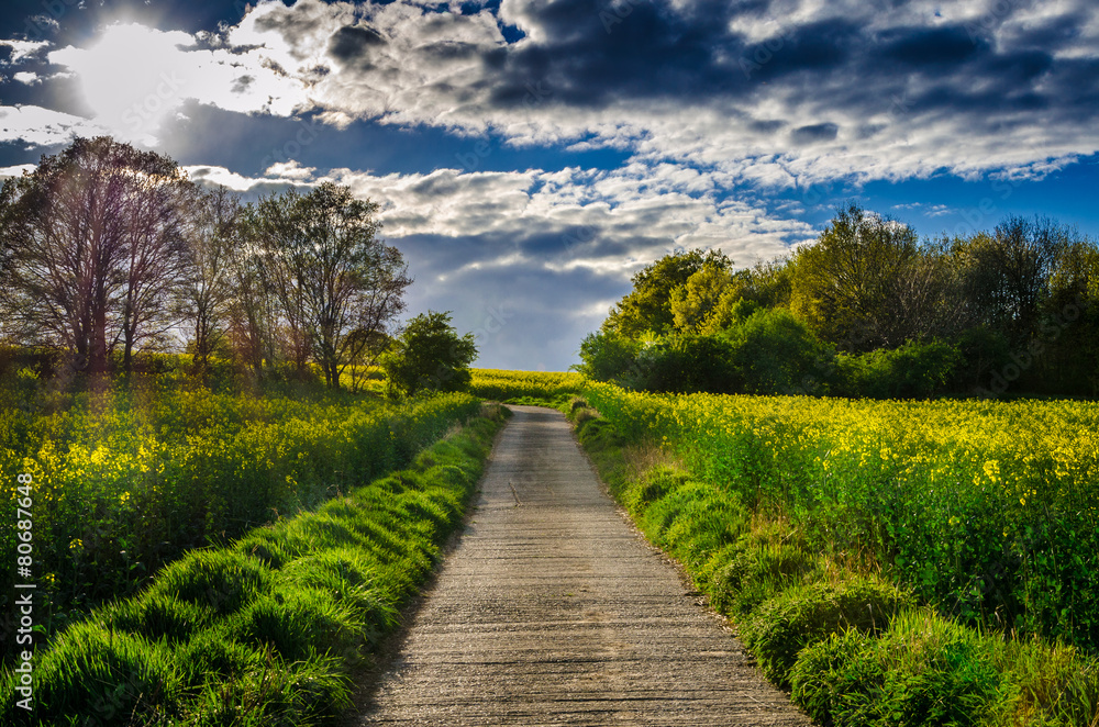 Fototapeta premium path