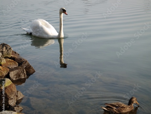 Schöner Schwan spiegelt sich photo