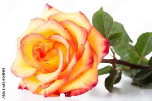 Yellow rose with a red border on petals on a white background