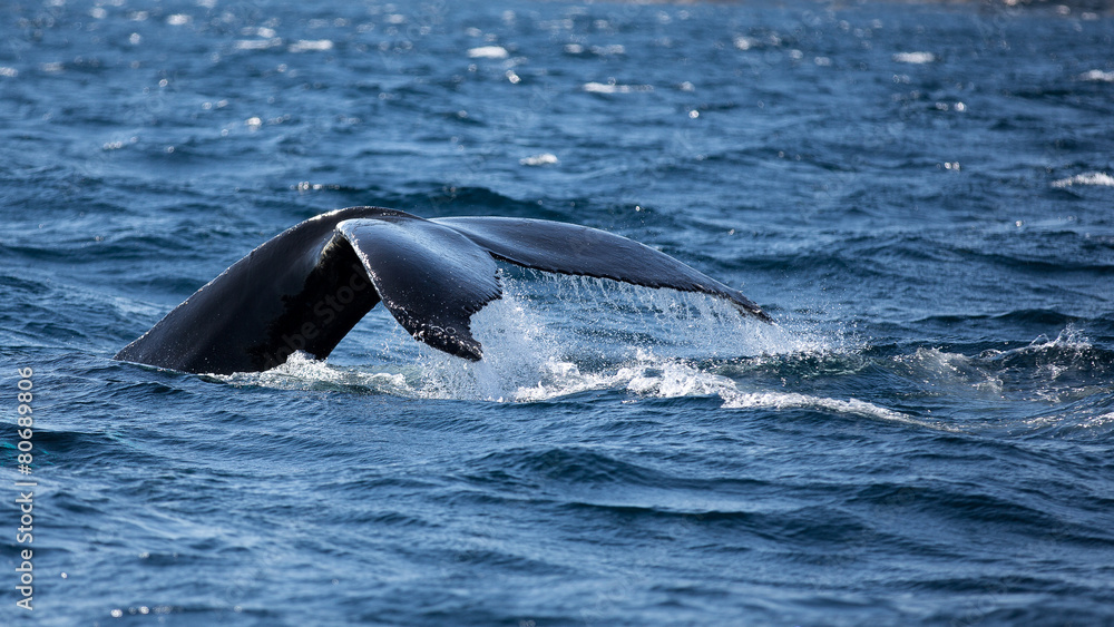 Fototapeta premium Humpback whale fluking its tail as it dives