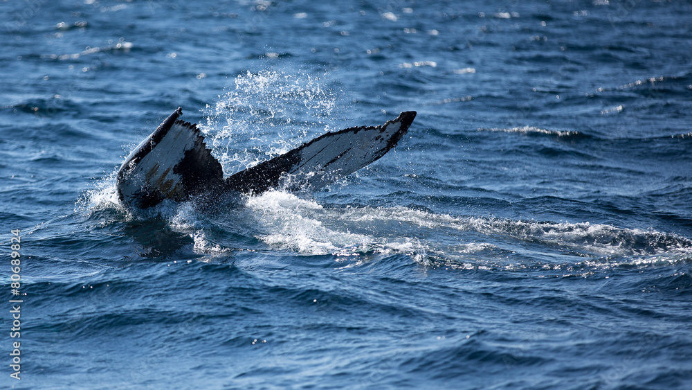 Naklejka premium Humpback whale fluking its tail as it dives