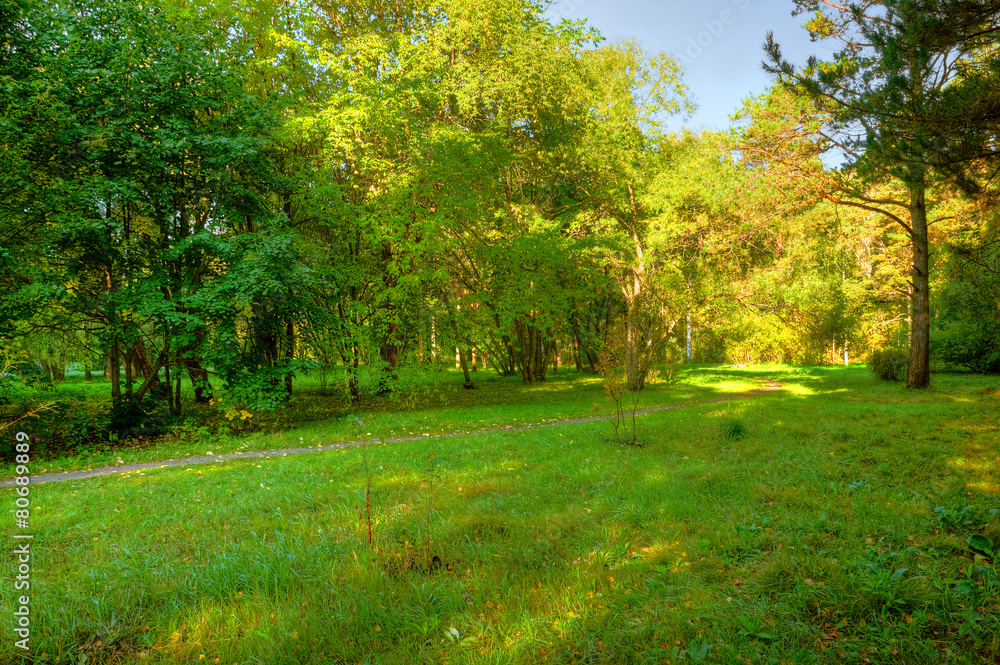 Naklejka premium rano w lesie