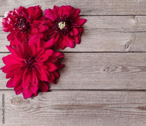 dahlia on wooden background