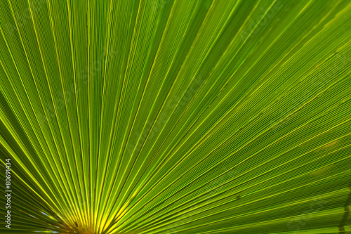 closeup palm leaf