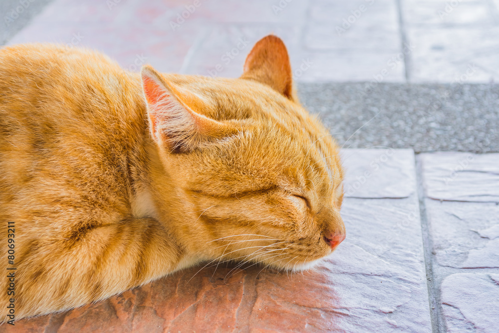 Fototapeta premium Pretty cat sleep in outside the house image