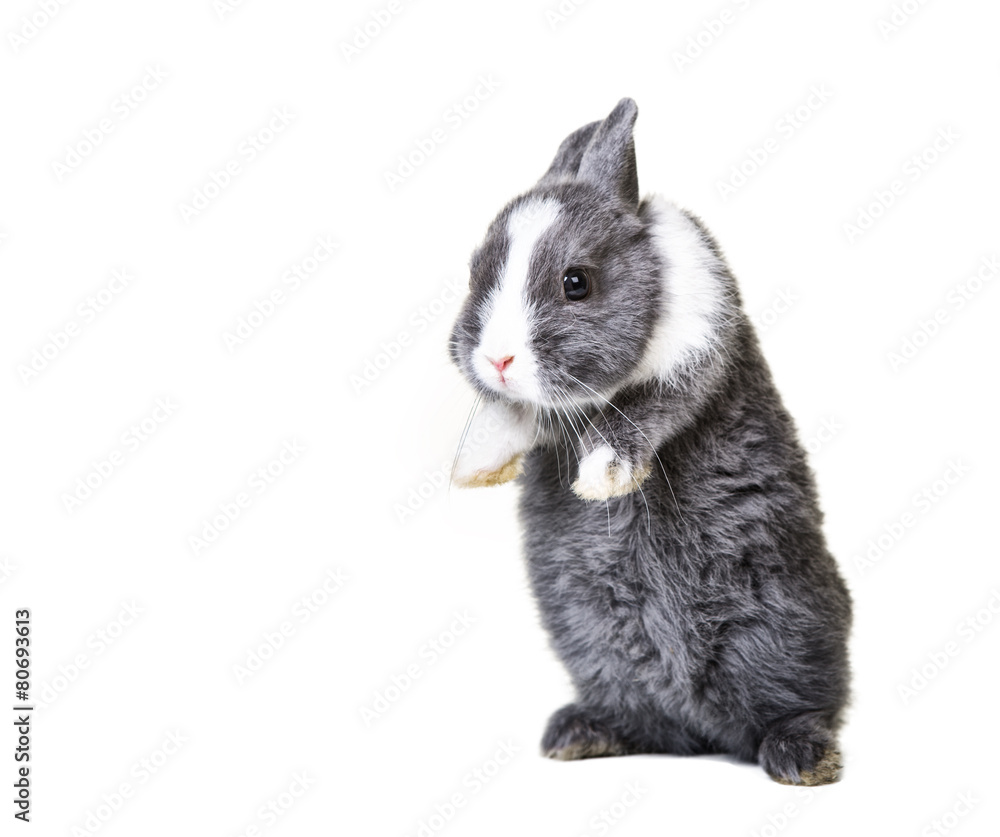 Obraz premium Osterhase auf Hinterbeinen