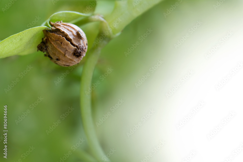 Growth of cardamom, the seed develops into a whole plant Growth of cardamom, the seed develops into a whole plant