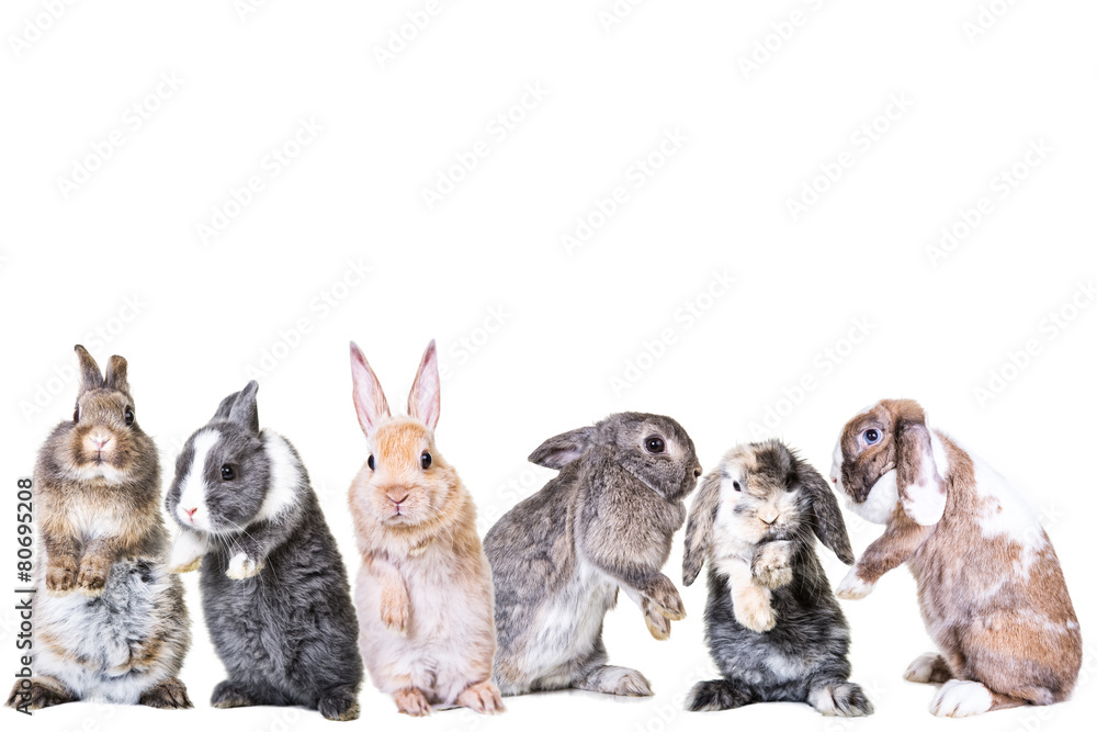 Fototapeta premium viele Hasen Freisteller