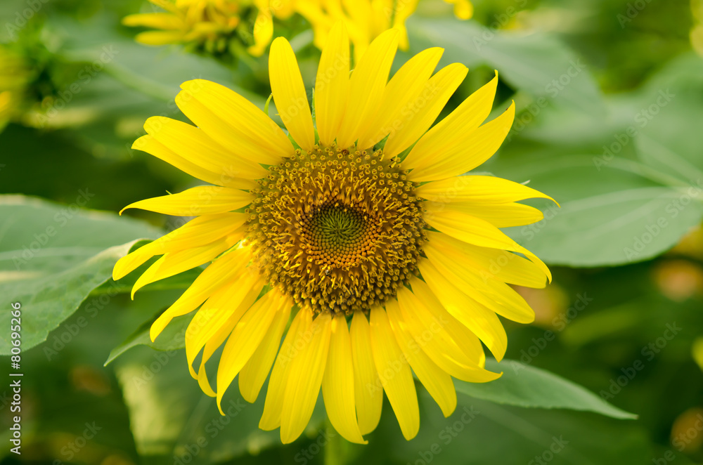 sunflower sunflower