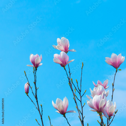Magnolia Flower and Blue Sky