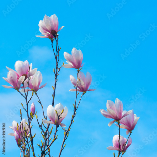 Magnolia Flower and Blue Sky