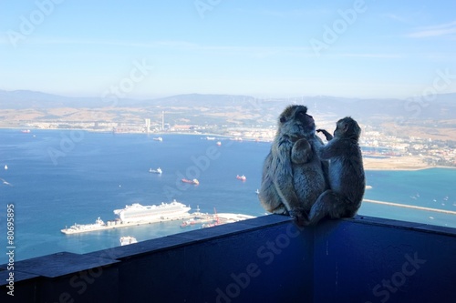 Mother and Baby Apes