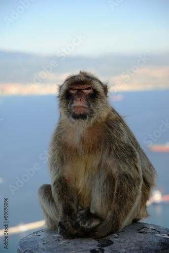 Adult Barbary Ape © drewrawcliffe