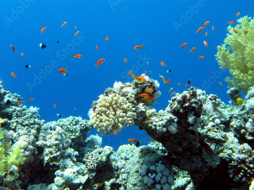 Fototapeta Naklejka Na Ścianę i Meble -  colorful coral reef in  tropical sea, underwater