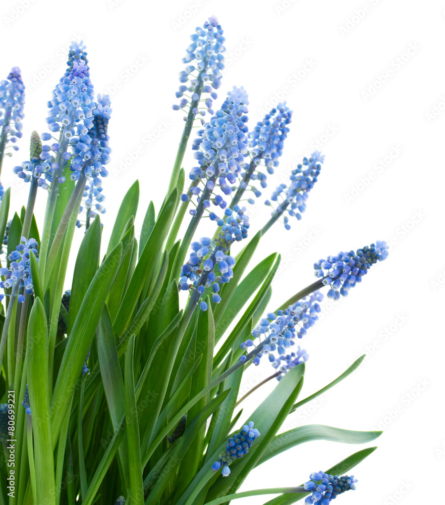 Naklejka premium Muscari flowers