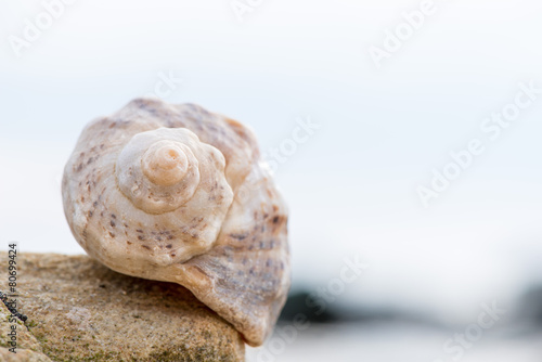 Shell on the beach - copy space