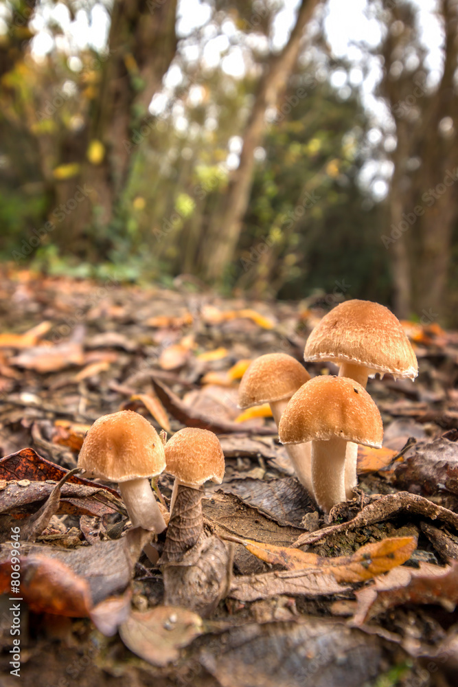 Mushrooms Mushrooms