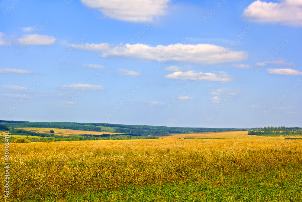 Rural late summer landscape