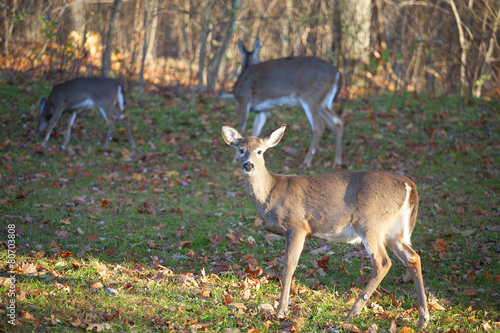 One deer close