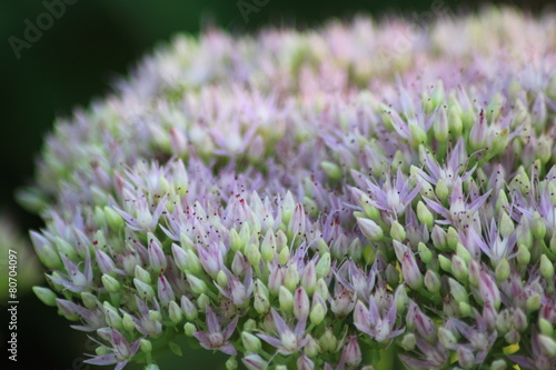 Sedum