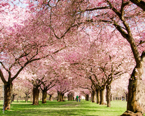 Farbe des Frühlings: Garten mit Japanischen Kirschblüten :)