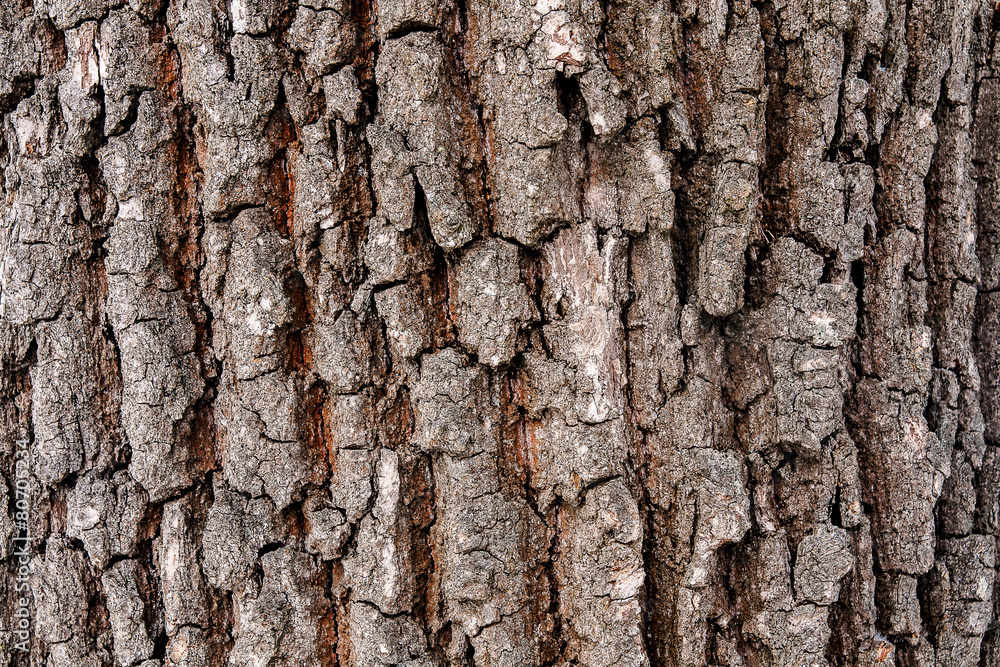 Obraz premium wooden bark