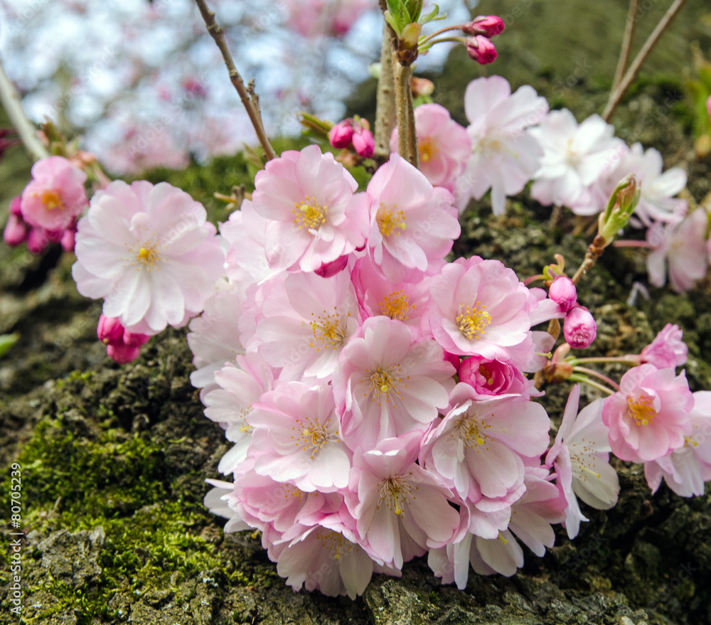 Naklejka premium Japanische Kirschblüten :)