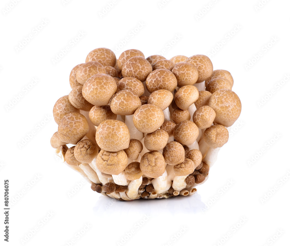 brown beech mushroom isolated on white background brown beech mushroom isolated on white background