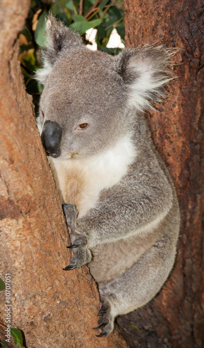 large adult koala © markrhiggins