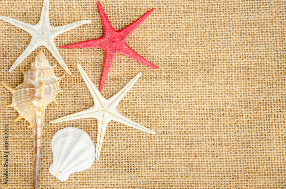 Shells and star fish on sace background. Shells and star fish on sace background.