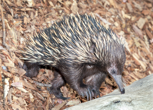 Quadro em tela Australian echidna