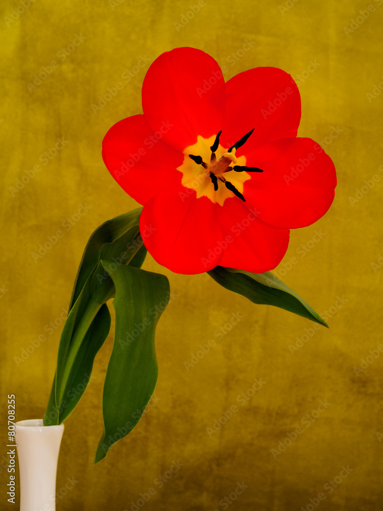 Obraz premium Red tulip in the white vase