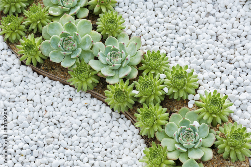 succulent plant