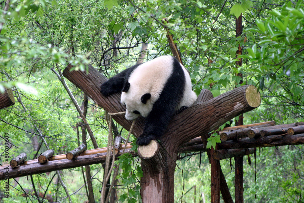 Obraz premium パンダ