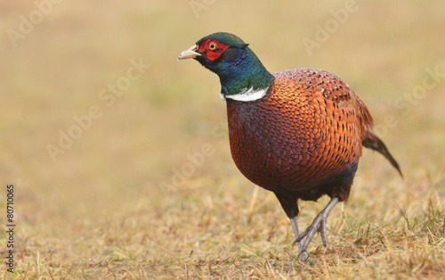 Wallpaper Mural pheasant Torontodigital.ca