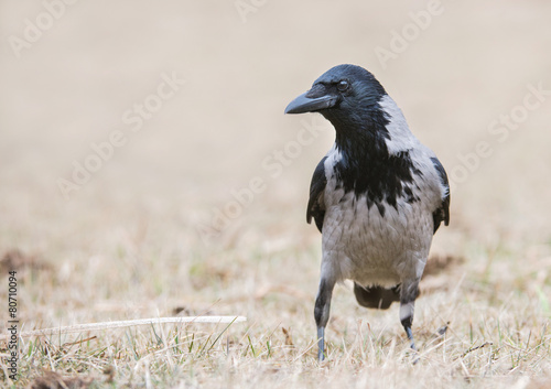 crow