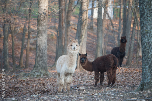 llamas in the woods