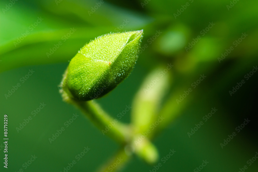 close-up top plant green background close-up top plant green background