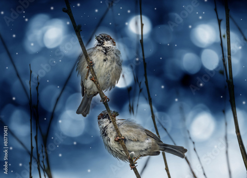 sparows on a branch photo