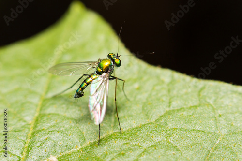 close-up insect in wild nature