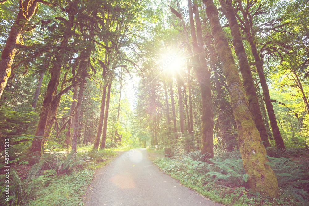 Obraz premium Road in forest