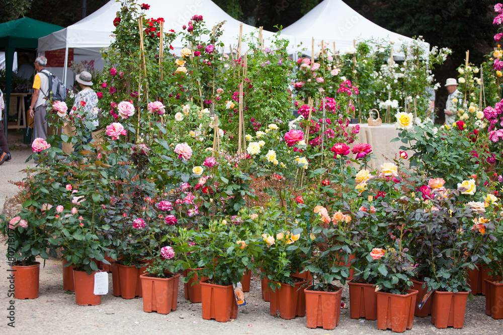 Sale of seedling of rosebushes in the agricultural market