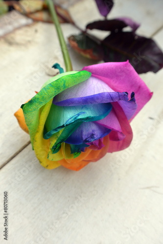 Multicoloured Rose