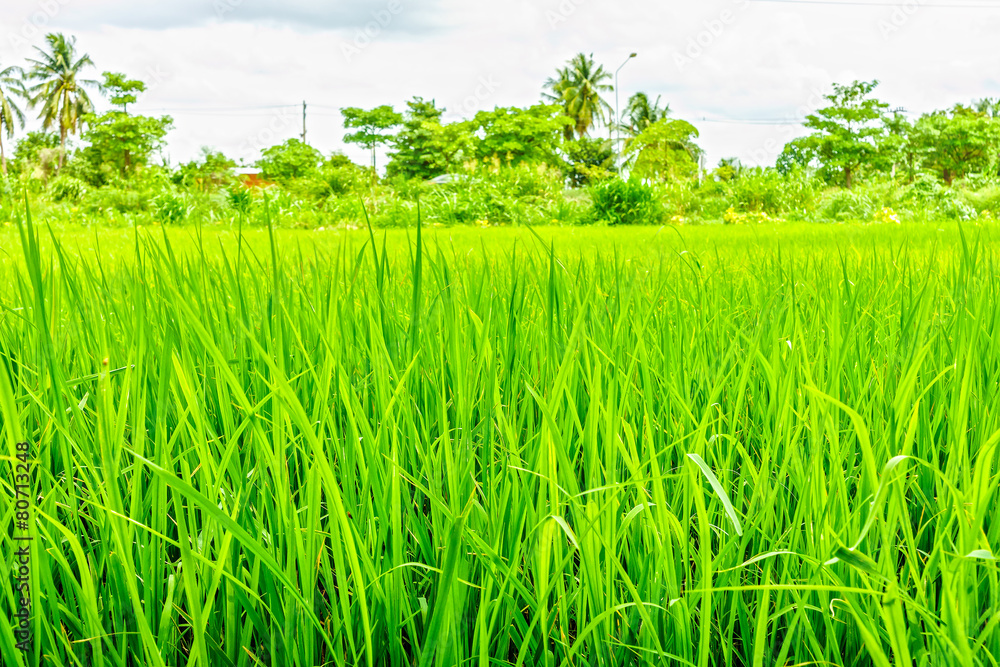 Fototapeta premium Oryza sativa grass paddy field in Thailand