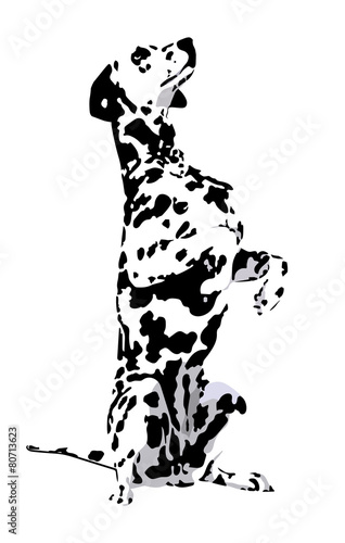 Dalmatian