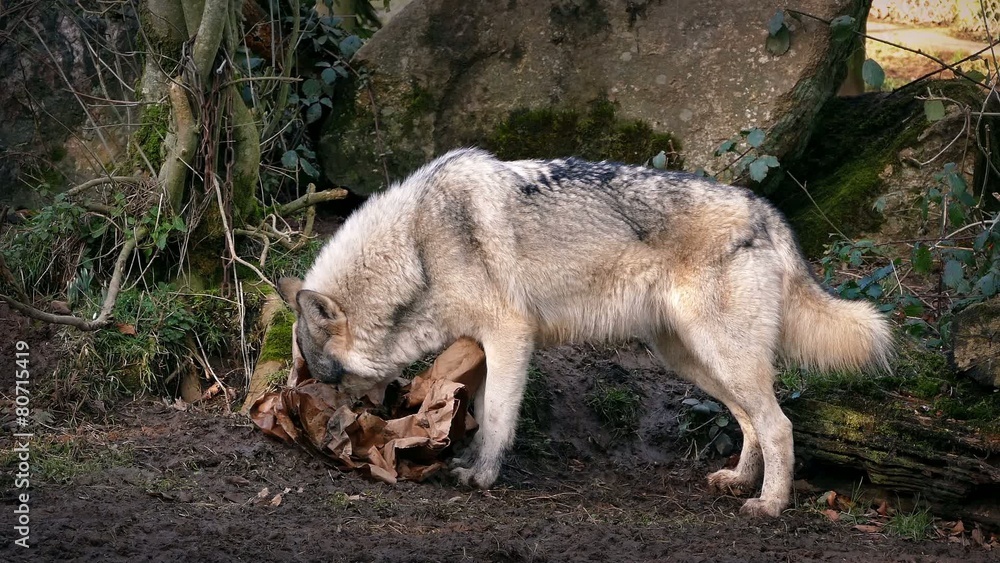 Wolves Scavenging Through Trash Wolves Scavenging Through Trash