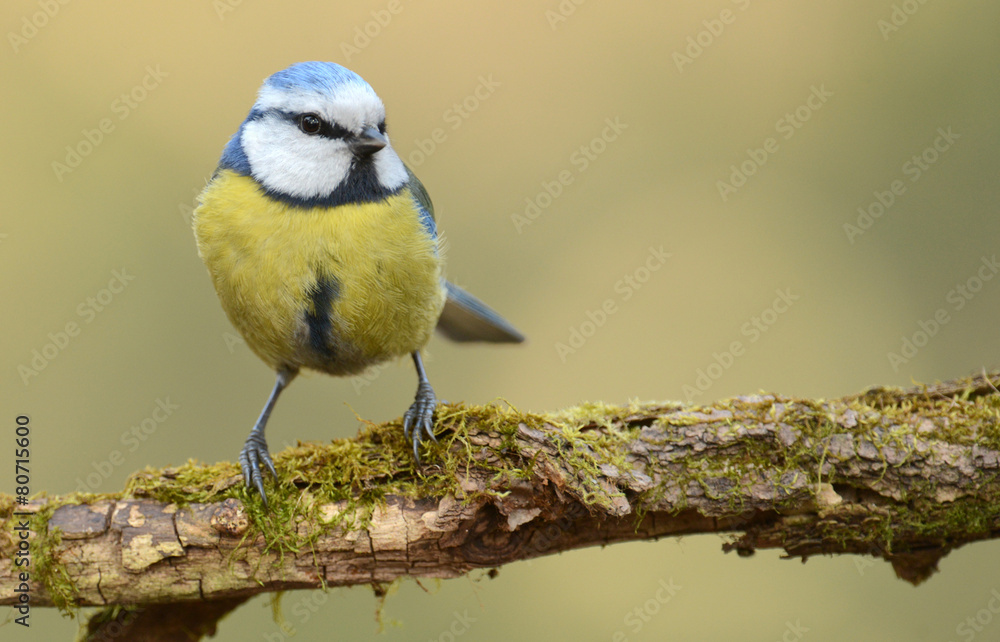 Fototapeta premium Blue tit (Parus major) on a branch